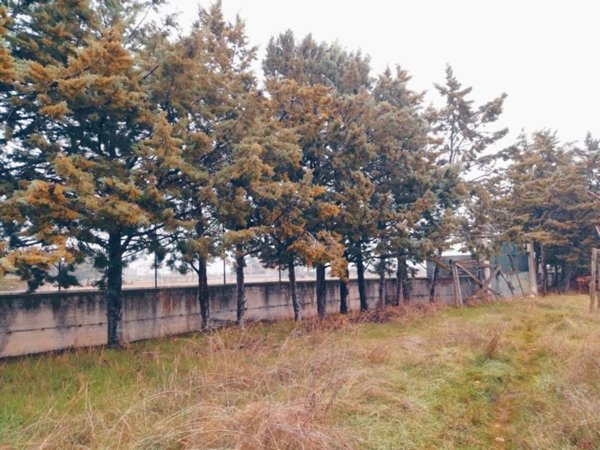 terreno edificabile in affitto ad Avezzano in zona San Pelino