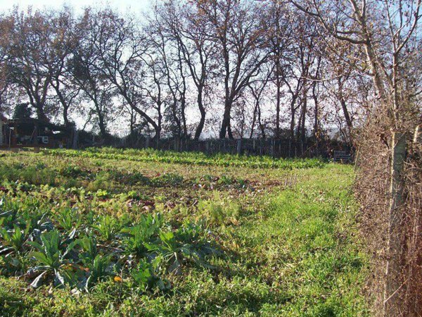 appartamento in affitto a Cepagatti