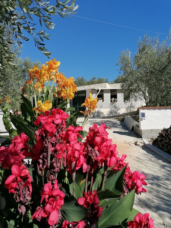 appartamento in affitto a Mattinata