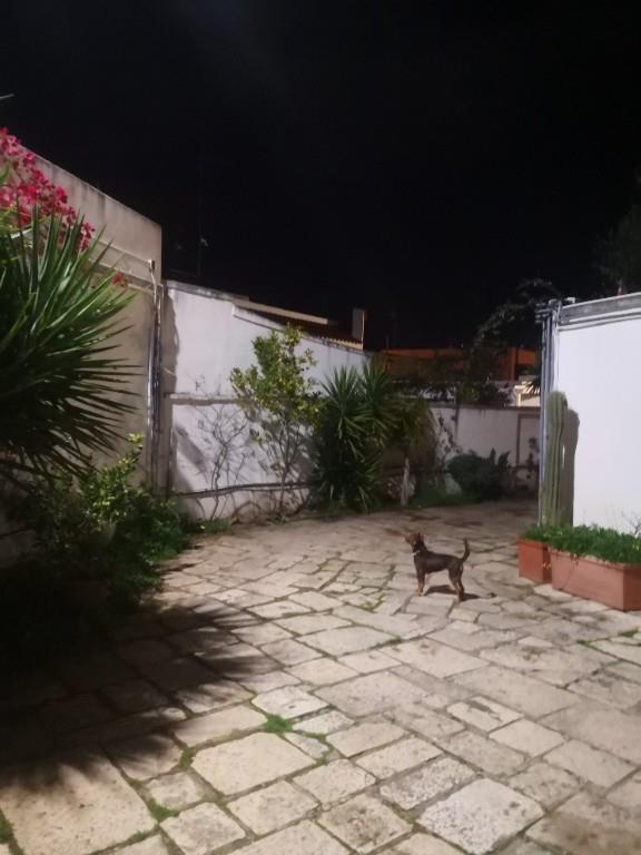 casa indipendente in affitto a Bari in zona Palese/Macchie