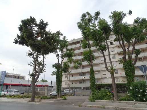 appartamento in affitto a Bari in zona Japigia