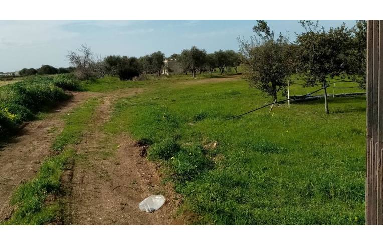 terreno agricolo in affitto a Triggiano