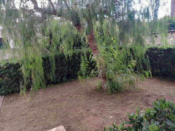 casa indipendente in affitto a Carovigno