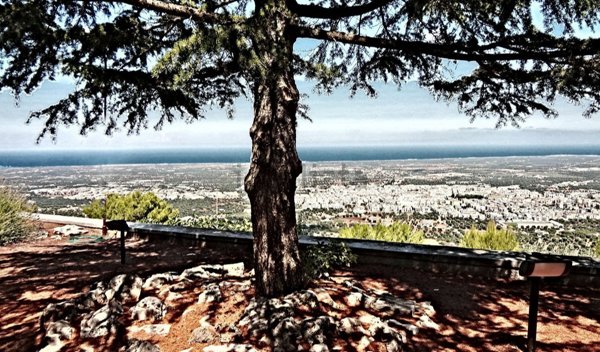 casa indipendente in affitto a Fasano