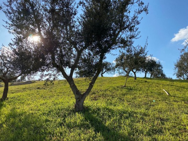 quadrivano in affitto ad Ostuni