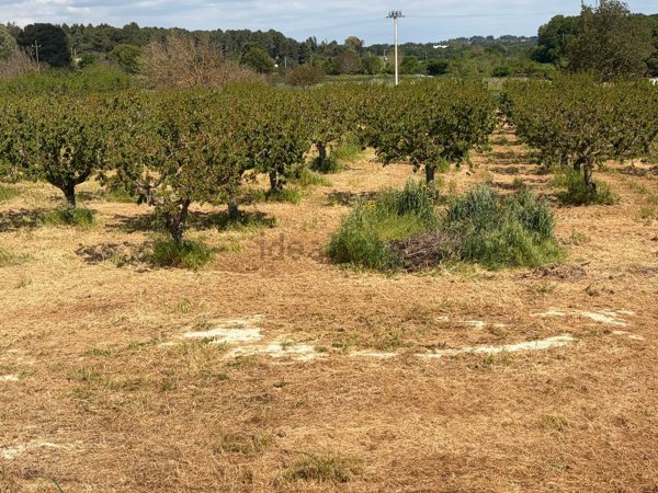 appartamento in affitto ad Ostuni