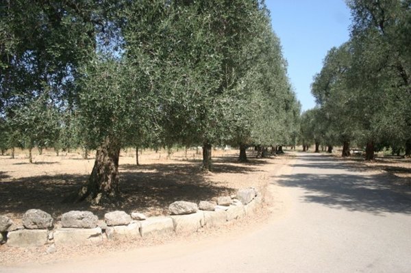 terreno edificabile in affitto a Cutrofiano