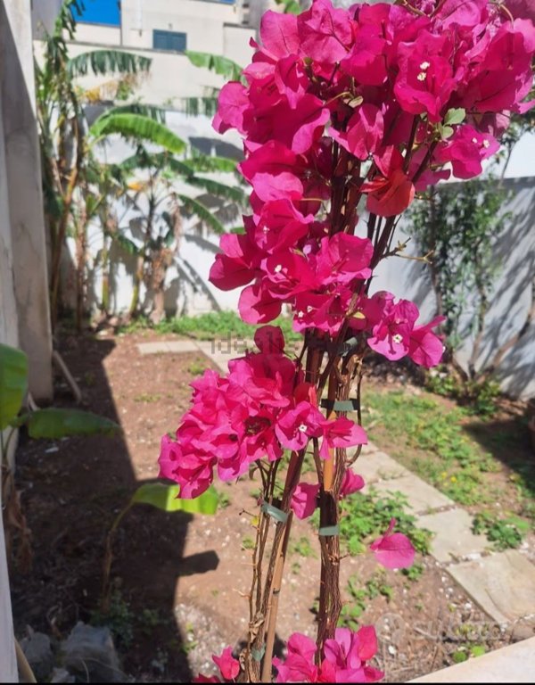 appartamento in affitto a Lecce in zona Centro Città