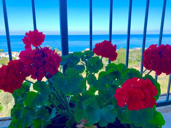 appartamento in affitto a Belvedere Marittimo