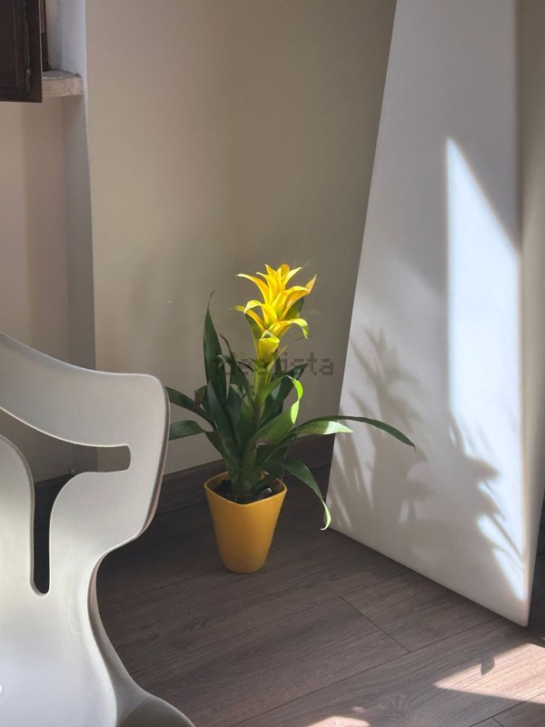 ufficio in affitto a Cosenza