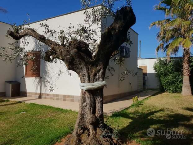appartamento in affitto a Castelvetrano in zona Triscina di Selinunte