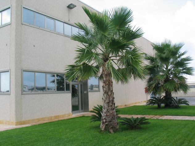 locale commerciale in affitto a Castelvetrano