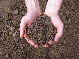 terreno agricolo in affitto a Marsala