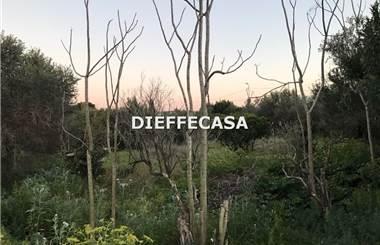 terreno agricolo in affitto a Marsala