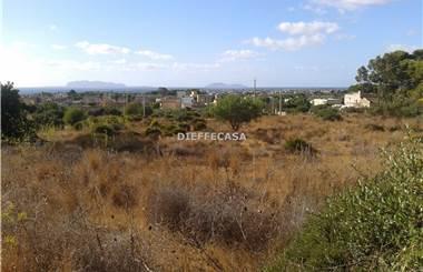terreno agricolo in affitto a Marsala