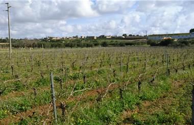 terreno agricolo in affitto a Marsala