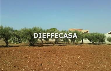 terreno agricolo in affitto a Marsala