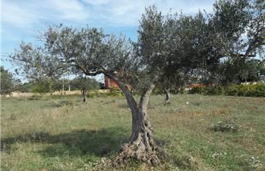 terreno agricolo in affitto a Marsala