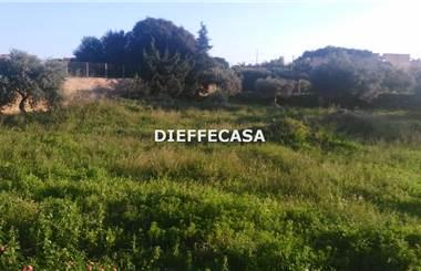 terreno agricolo in affitto a Marsala