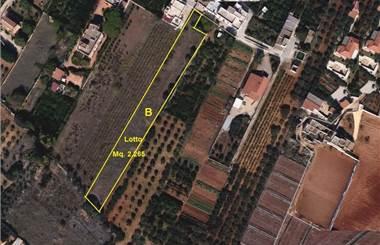 terreno agricolo in affitto a Marsala