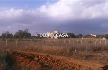 terreno agricolo in affitto a Marsala