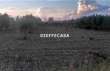 terreno agricolo in affitto a Marsala