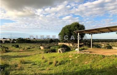 terreno agricolo in affitto a Marsala