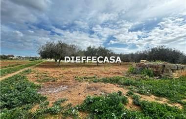 terreno agricolo in affitto a Marsala
