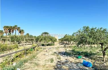 terreno agricolo in affitto a Marsala
