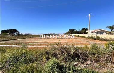 terreno agricolo in affitto a Marsala