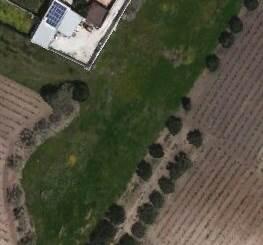 terreno agricolo in affitto a Marsala