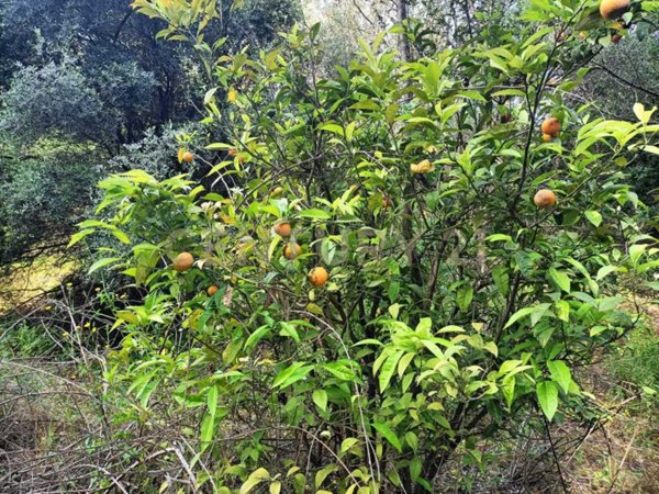 appartamento in affitto a Catania