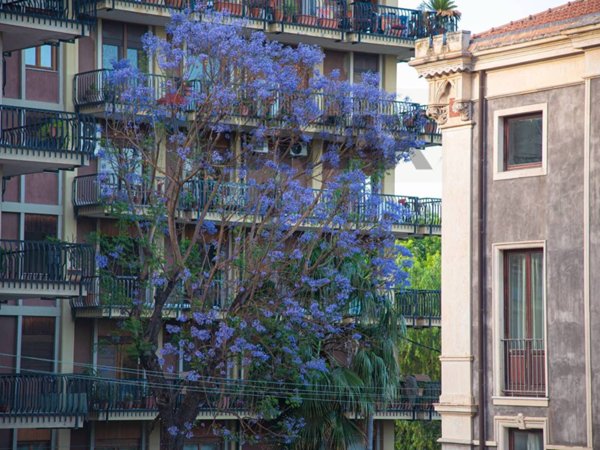 appartamento in affitto a Catania in zona Centro Storico