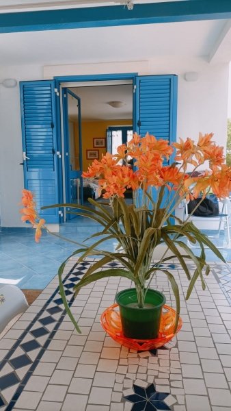 casa indipendente in affitto ad Avola