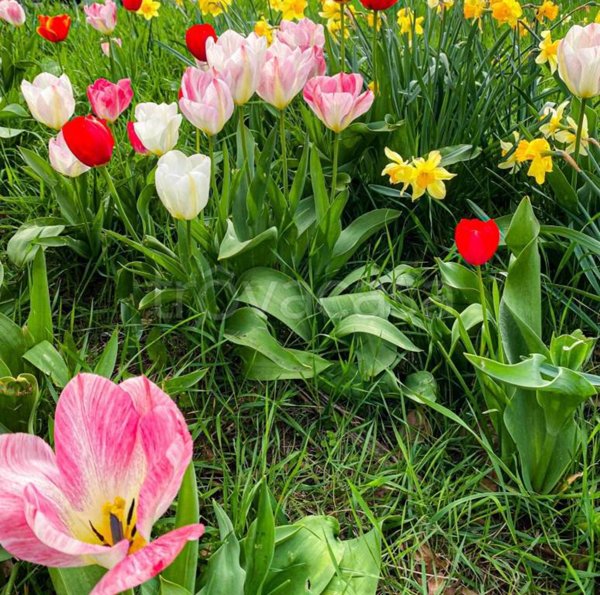 casa indipendente in affitto a Siracusa in zona Belvedere