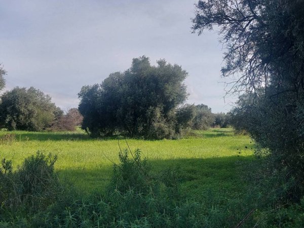terreno agricolo in affitto a Siracusa
