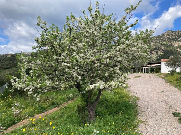 appartamento in affitto ad Olbia in zona Cugnana