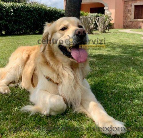 casa indipendente in affitto a San Teodoro(SS)