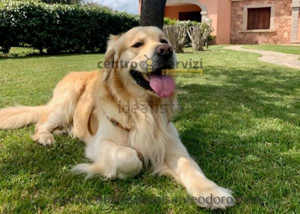 casa indipendente in affitto a San Teodoro(SS)