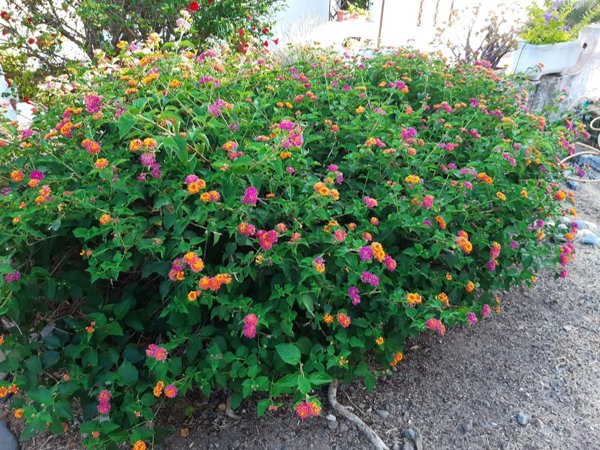 casa indipendente in affitto a Pula