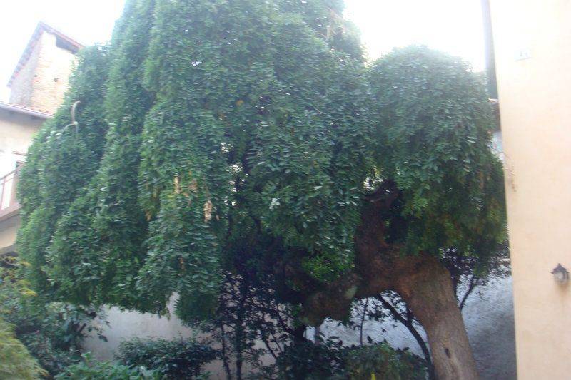 appartamento in affitto a Colle Brianza in zona Ravellino