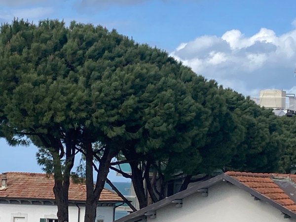 appartamento in affitto a Riccione