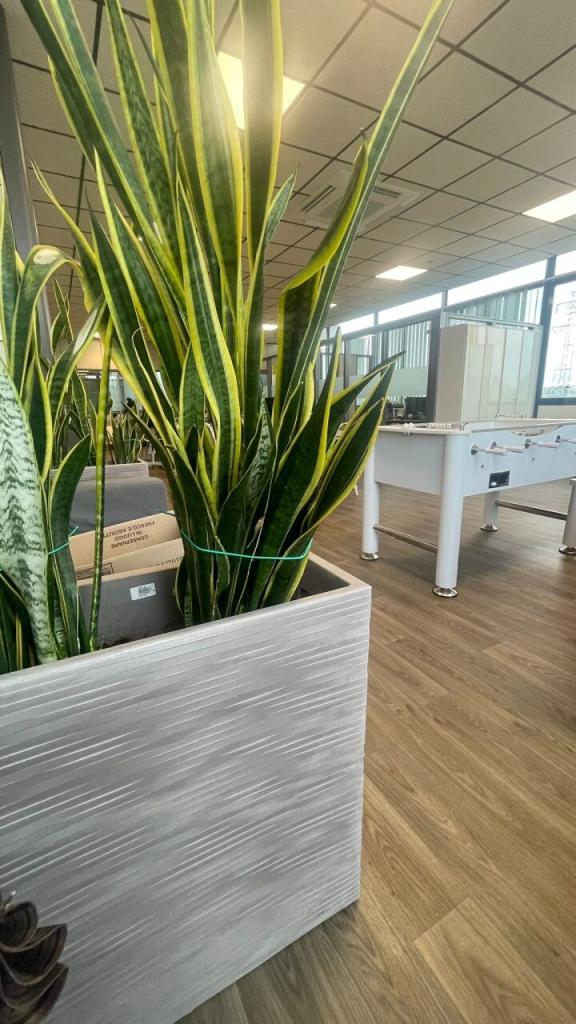 esavano in affitto a Rimini