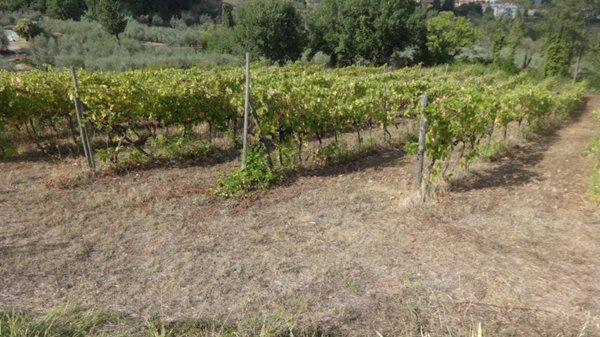 negozio in affitto a Carmignano