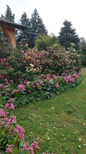 appartamento in affitto a Biassono