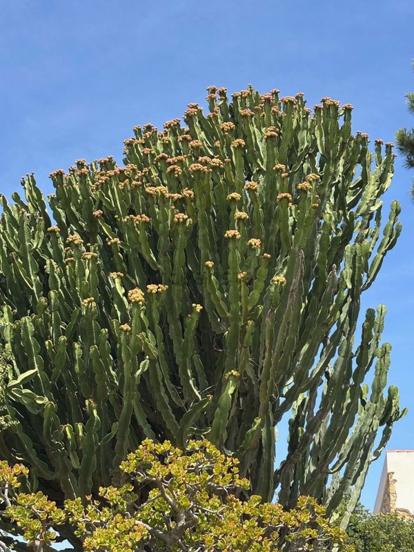 quadrivano in affitto a Carloforte