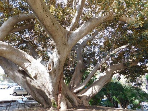 appartamento in affitto a Bordighera