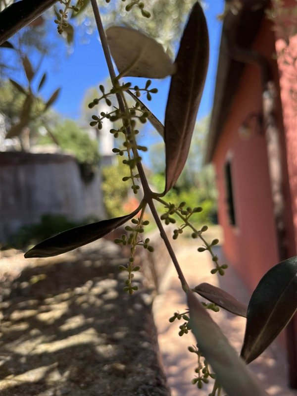appartamento in affitto ad Imperia in zona Torrazza / Clavi