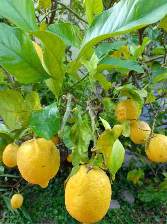 appartamento in affitto ad Andora