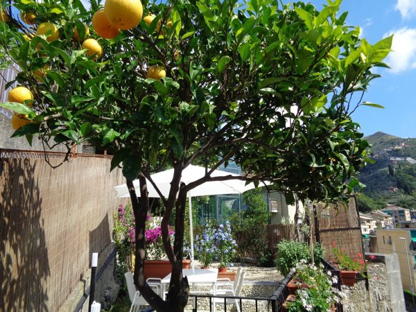 appartamento in affitto a Bogliasco